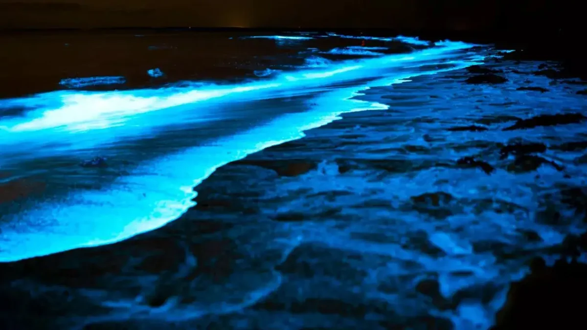 Bioluminescent plankton glowing in Andaman waters at night