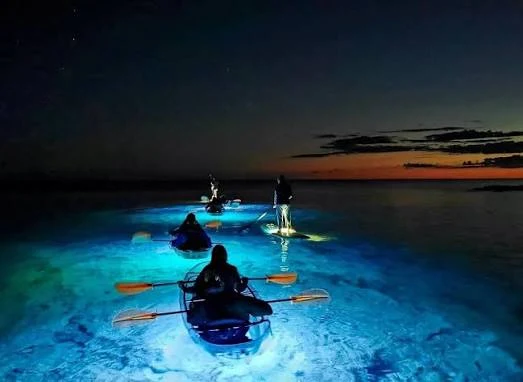 Night view of bioluminescence in the Andaman Islands
