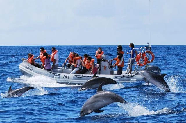 Dolphins spotted on the way to Barren Island